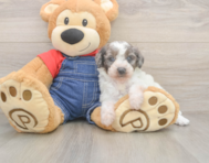 7 week old Poodle Puppy For Sale - Premier Pups