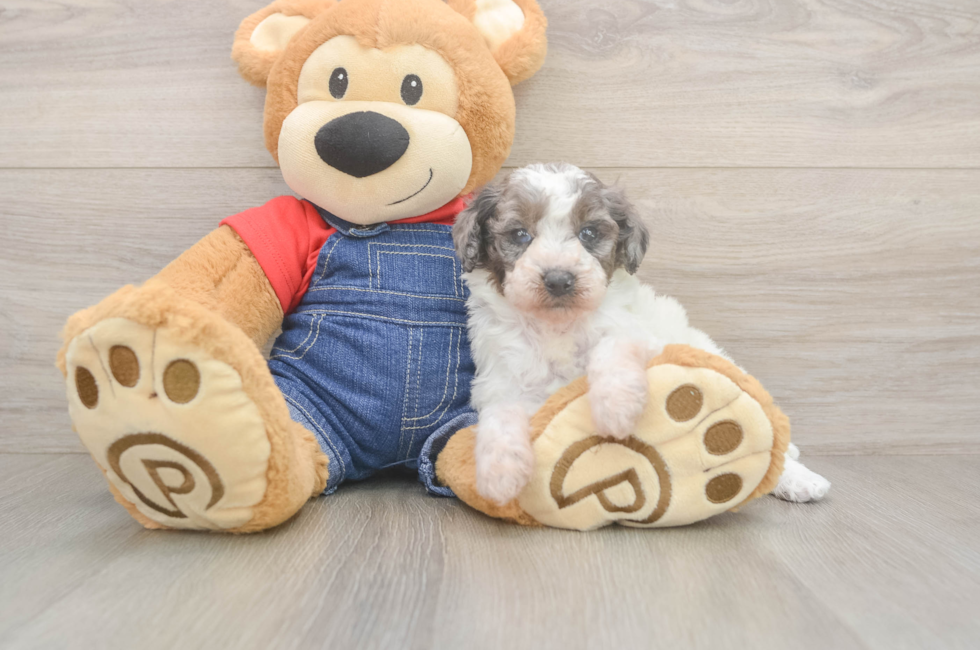 5 week old Poodle Puppy For Sale - Premier Pups