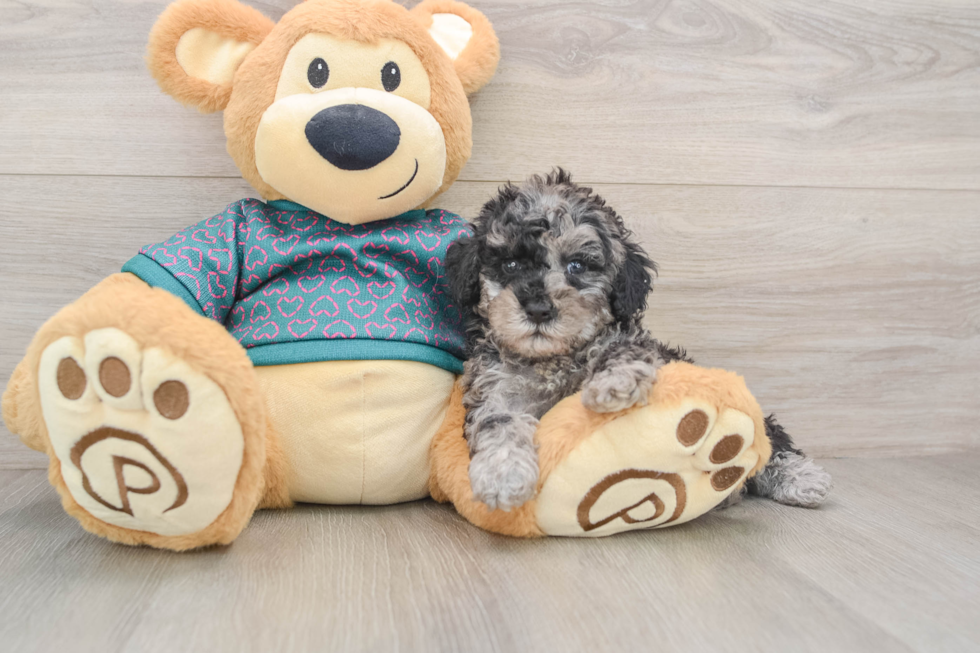 Poodle Puppy for Adoption