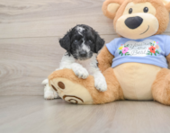 6 week old Poodle Puppy For Sale - Premier Pups