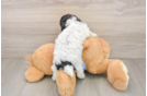 Funny Poodle Purebred Pup