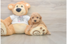 Energetic Pooodle Purebred Puppy