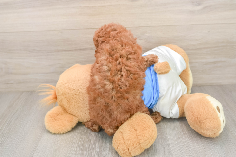 Poodle Pup Being Cute
