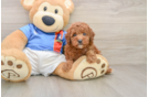 Best Poodle Baby