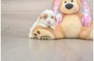 Best Poodle Baby