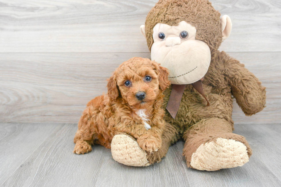 Little Poodle Purebred Pup