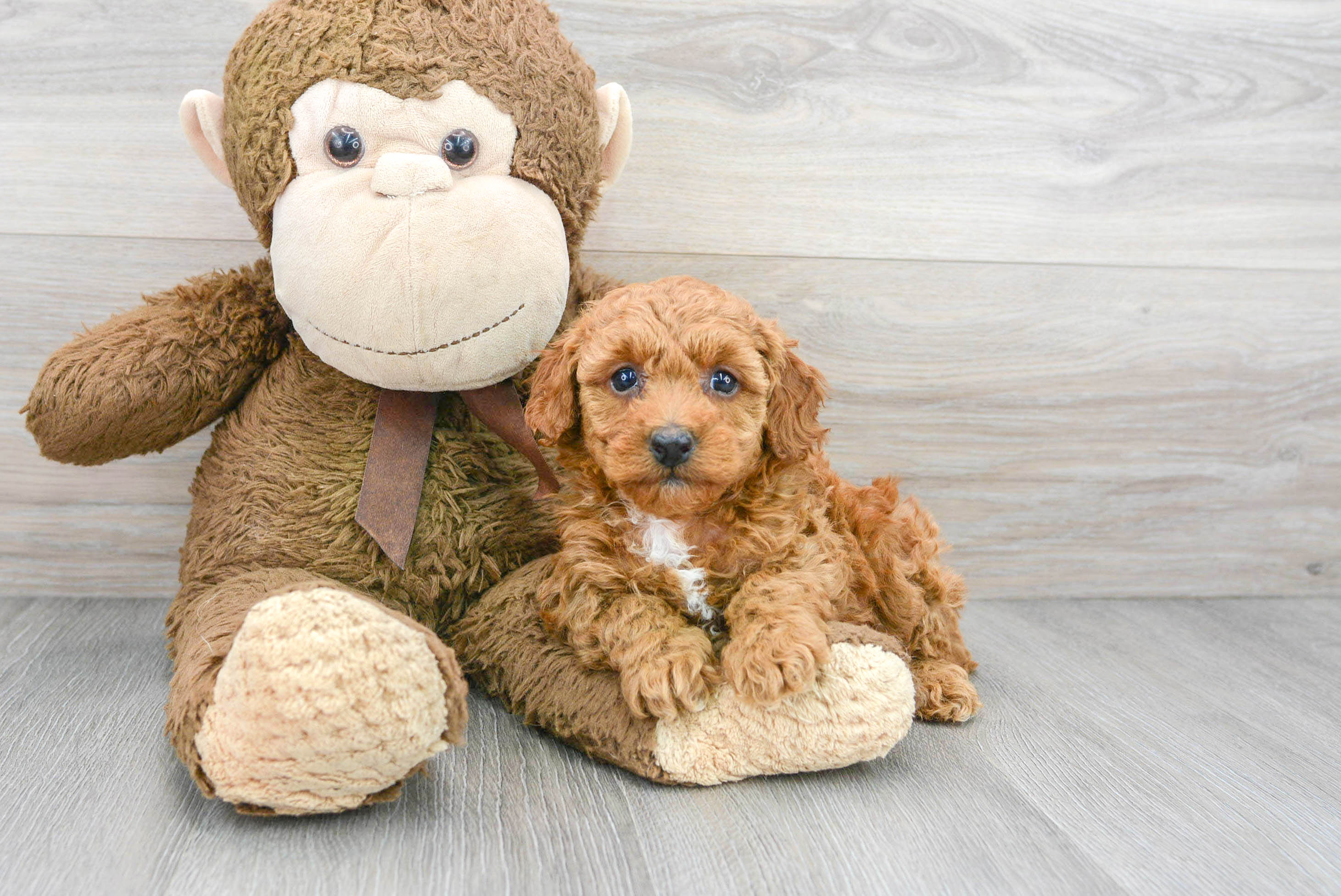 Best Poodle Baby