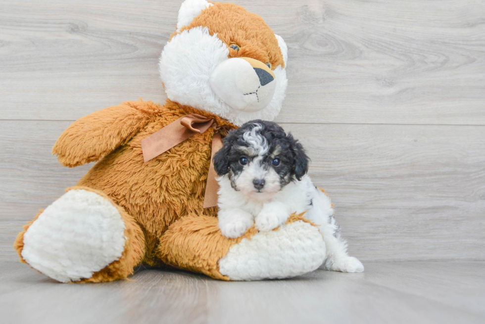 Popular Poodle Purebred Pup