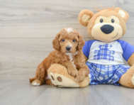 7 week old Poodle Puppy For Sale - Premier Pups