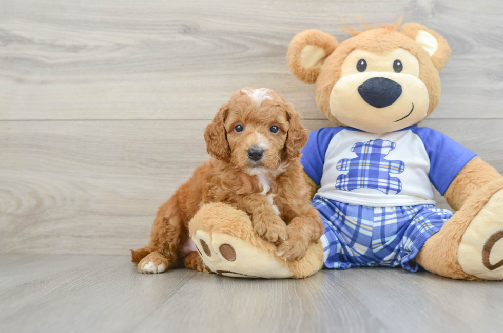 5 week old Poodle Puppy For Sale - Premier Pups