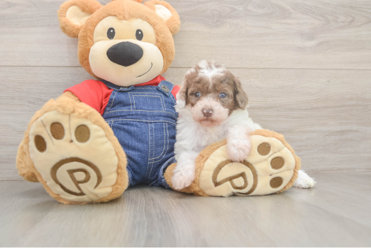 Poodle Puppy for Adoption