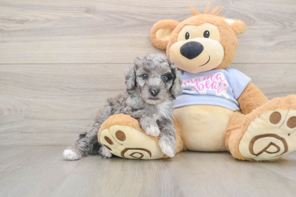 Poodle Pup Being Cute