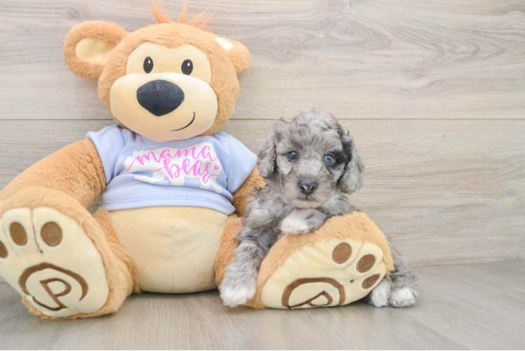 Popular Poodle Purebred Pup