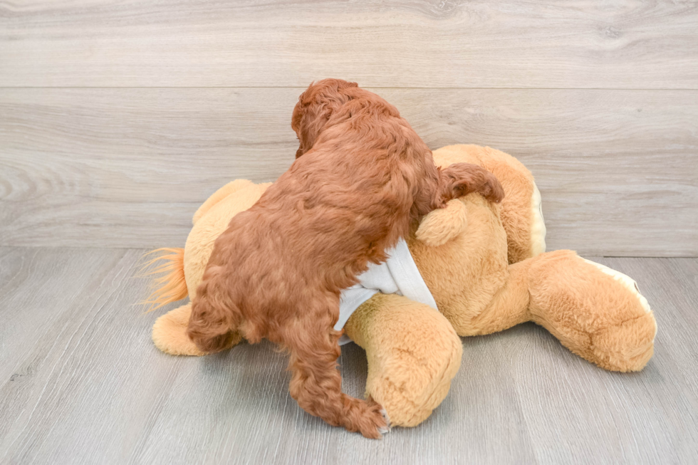 Poodle Pup Being Cute