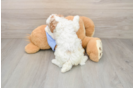 Smart Pudel Purebred Puppy