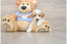 Playful Poodle Baby