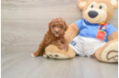 Hypoallergenic Poodle Baby