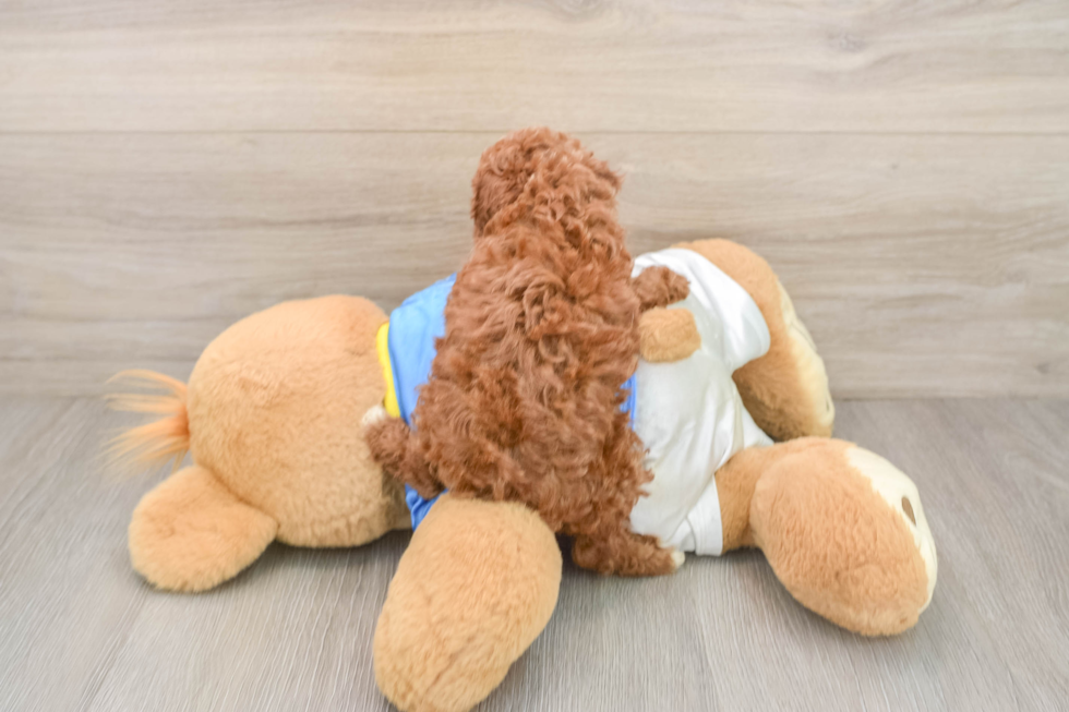 Poodle Puppy for Adoption
