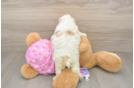 Poodle Puppy for Adoption