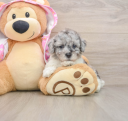 6 week old Poodle Puppy For Sale - Premier Pups