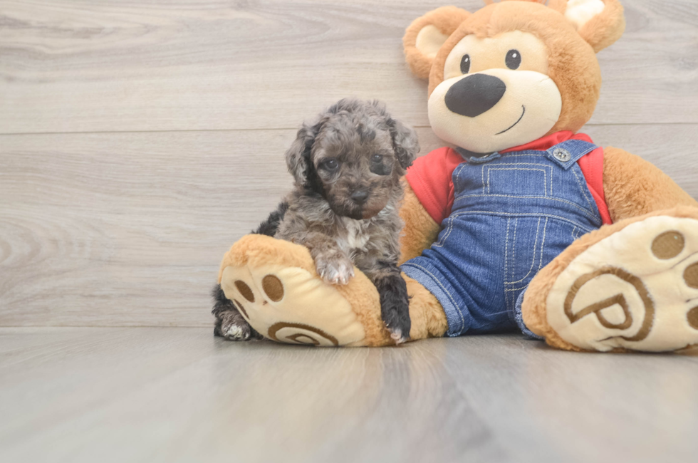 5 week old Poodle Puppy For Sale - Premier Pups