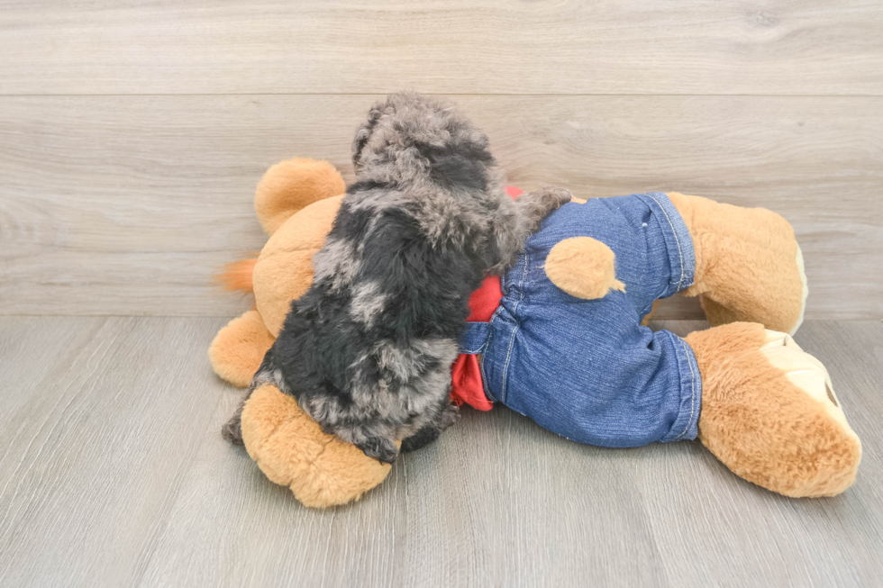 Poodle Pup Being Cute