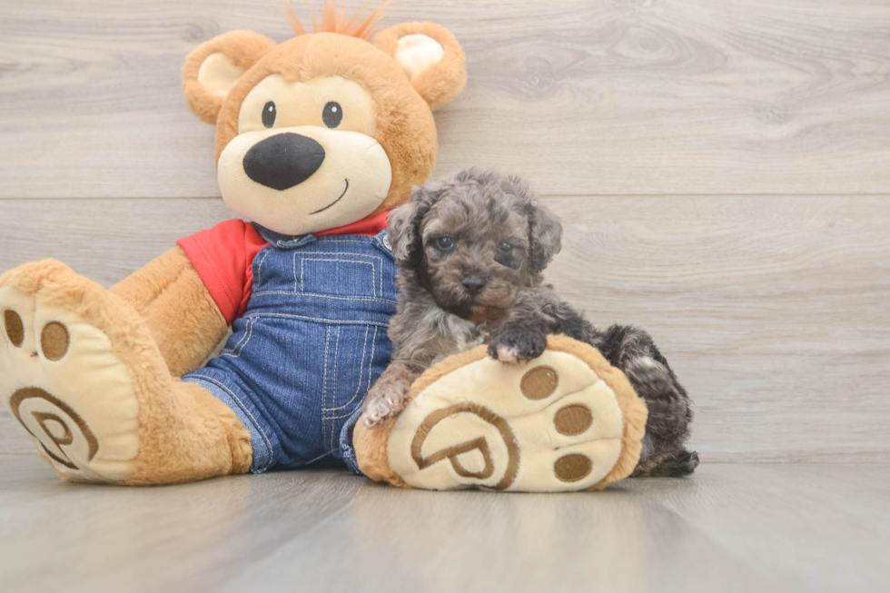 Poodle Pup Being Cute