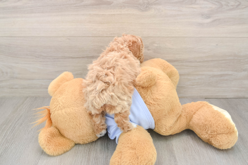 Friendly Poodle Purebred Pup