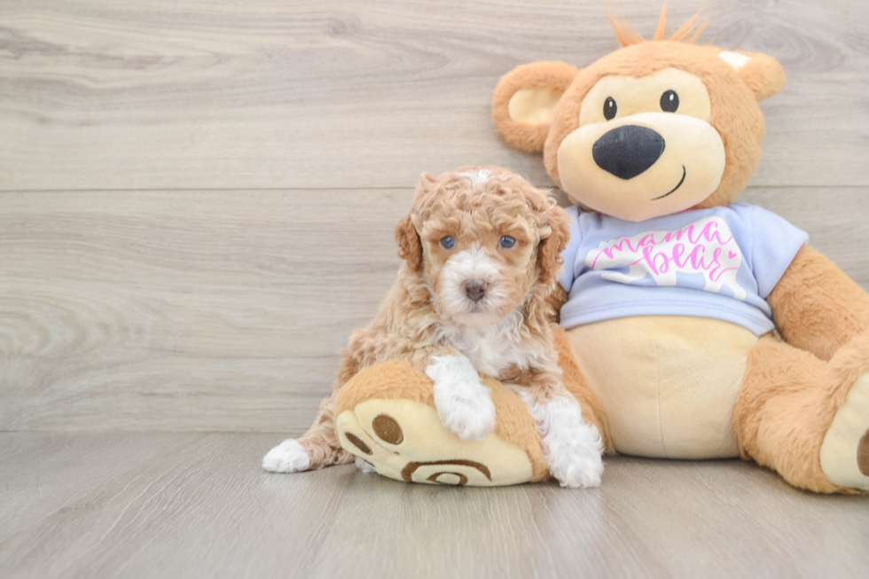 Poodle Pup Being Cute