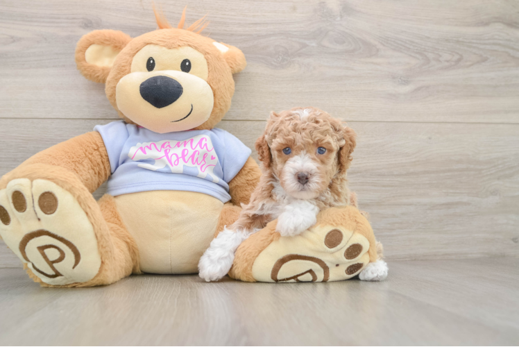 Poodle Puppy for Adoption