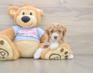 5 week old Poodle Puppy For Sale - Premier Pups