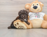 7 week old Poodle Puppy For Sale - Premier Pups