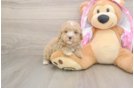 Poodle Puppy for Adoption