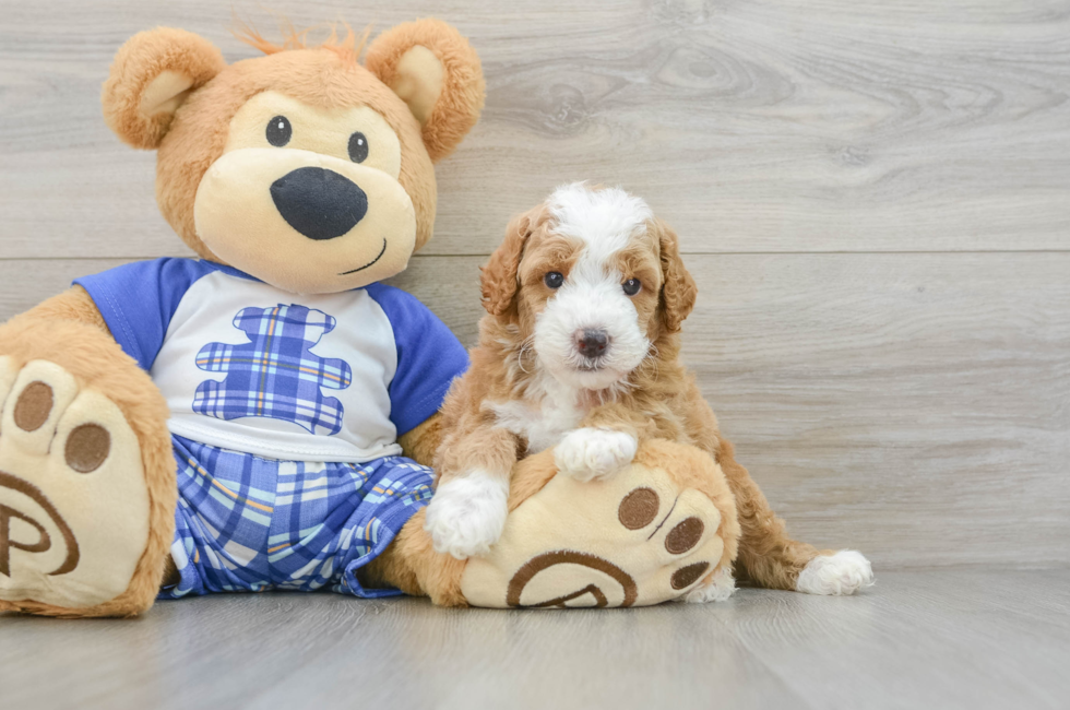 5 week old Poodle Puppy For Sale - Premier Pups