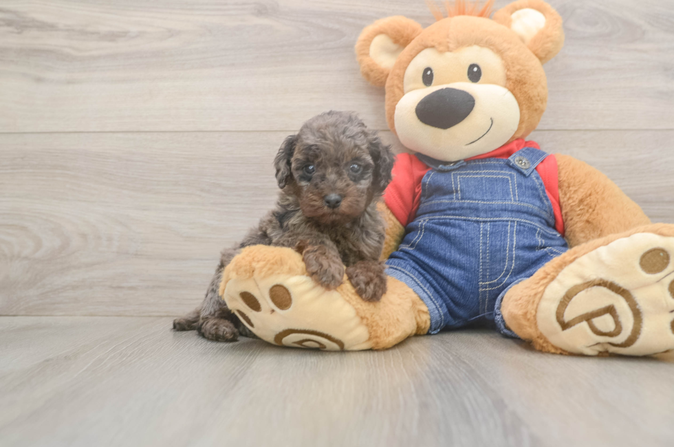 5 week old Poodle Puppy For Sale - Premier Pups