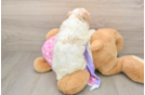 Petite Pudle Purebred Puppy