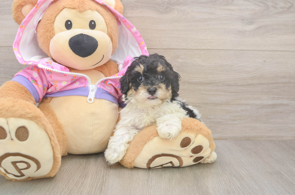 5 week old Poodle Puppy For Sale - Premier Pups
