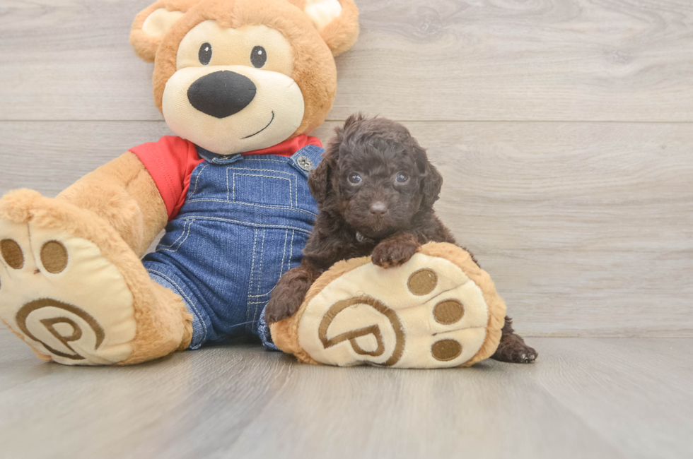 5 week old Poodle Puppy For Sale - Premier Pups