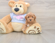 6 week old Poodle Puppy For Sale - Premier Pups