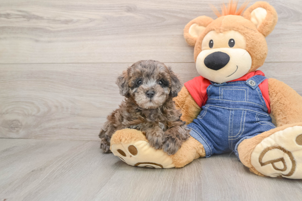 Poodle Puppy for Adoption