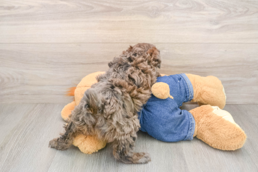 Poodle Pup Being Cute