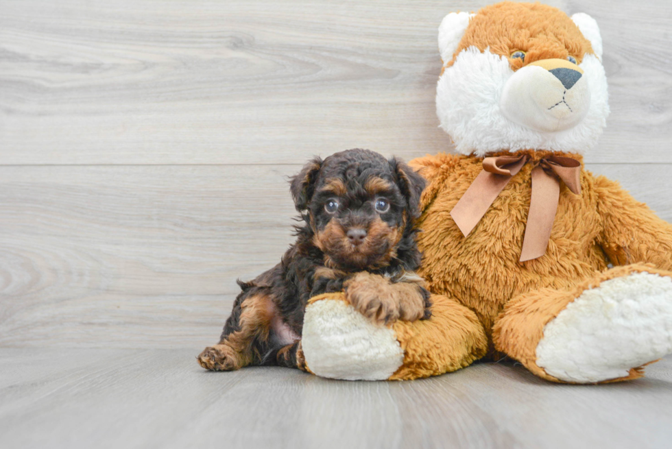 Petite Pudle Purebred Puppy