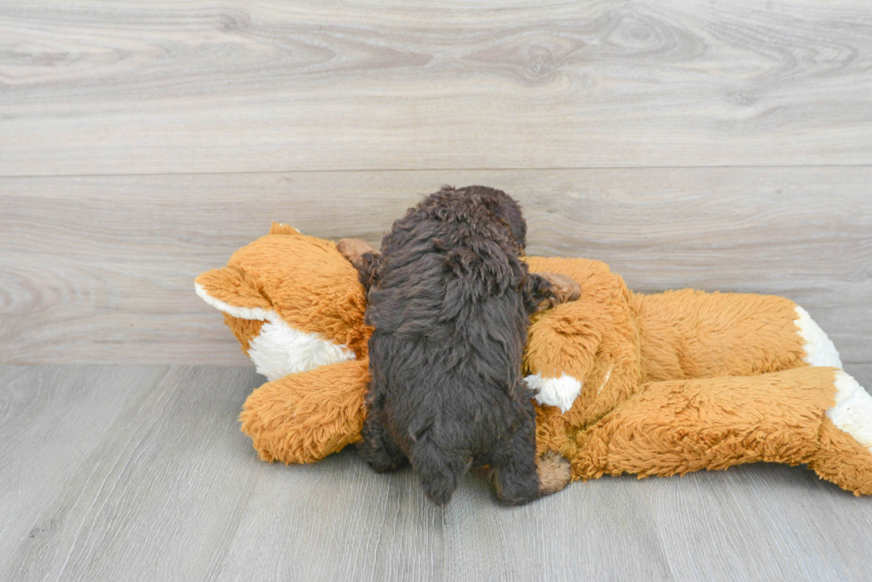 Akc Registered Poodle Purebred Pup