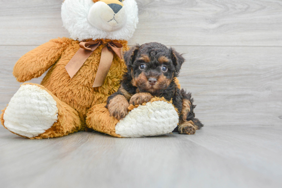 Small Poodle Baby