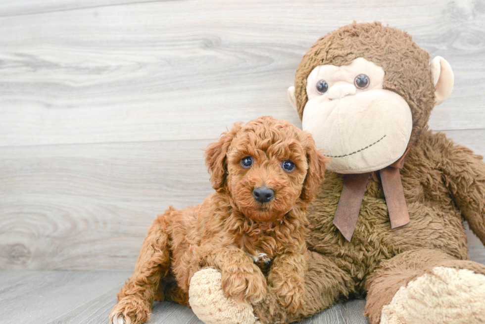 Poodle Puppy for Adoption