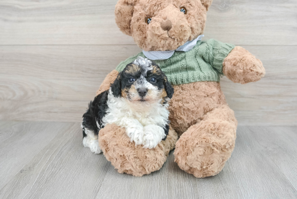 Adorable Pudle Purebred Puppy