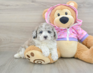 8 week old Poodle Puppy For Sale - Premier Pups