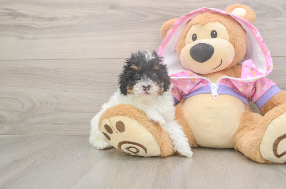 5 week old Poodle Puppy For Sale - Premier Pups