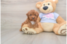 Funny Poodle Purebred Pup