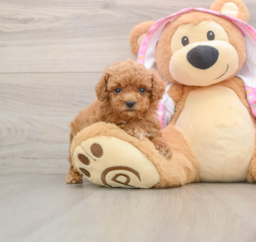 11 week old Poodle Puppy For Sale - Premier Pups